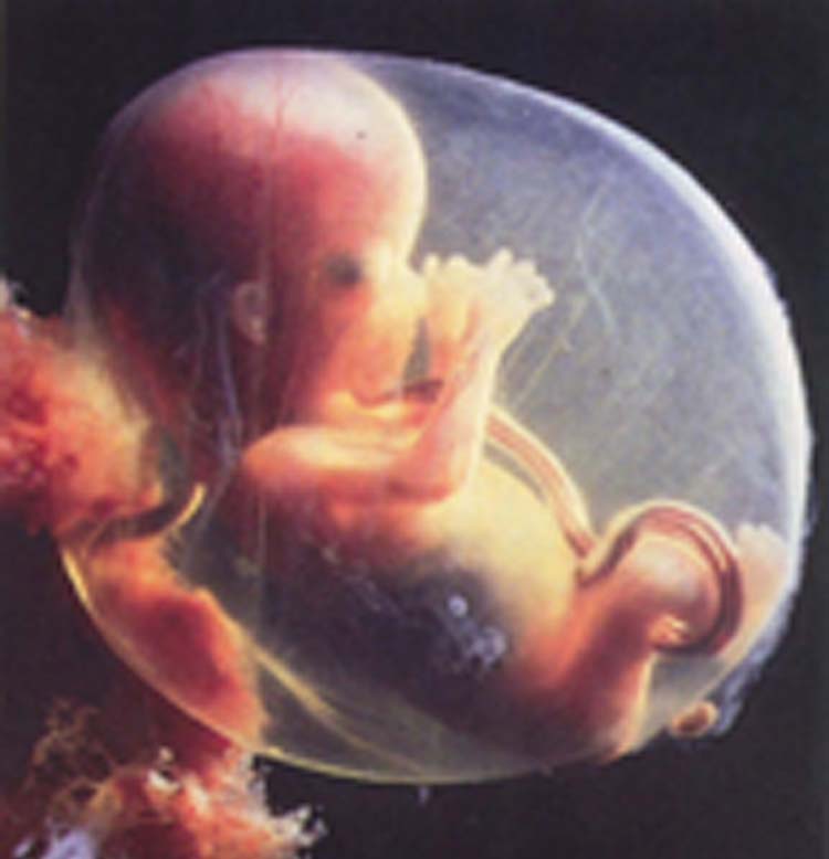 Embryo