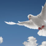 dove