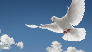dove