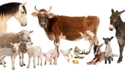 farm animals
